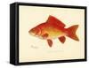 Goldfish-null-Framed Stretched Canvas