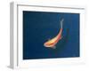 Goldfish-Lincoln Seligman-Framed Giclee Print