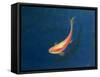 Goldfish-Lincoln Seligman-Framed Stretched Canvas