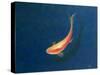 Goldfish-Lincoln Seligman-Stretched Canvas