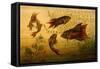 Goldfish-F.W. Kuhnert-Framed Stretched Canvas