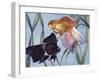 Goldfishes (Carassius Auratus), Cyprinidae-null-Framed Giclee Print