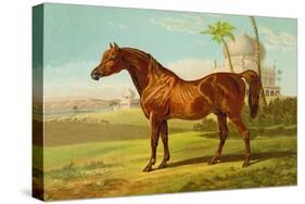 Goldie Arab-Samuel Sidney-Stretched Canvas