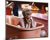Goldie Hawn-null-Mounted Photo