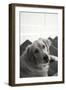 Goldie I Black and White-Karyn Millet-Framed Photographic Print