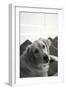 Goldie I Black and White-Karyn Millet-Framed Photographic Print