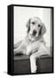 Goldie II Black and White-Karyn Millet-Framed Stretched Canvas