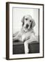 Goldie II Black and White-Karyn Millet-Framed Photographic Print