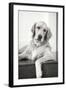 Goldie II Black and White-Karyn Millet-Framed Photographic Print