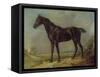 Golding Constable's Black Riding-Horse, C.1805-10 (Oil on Panel)-John Constable-Framed Stretched Canvas