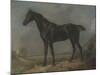 Golding Constable's Black Riding-Horse-John Constable-Mounted Premium Giclee Print