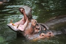 Hippopotamus-Goldquest-Framed Photographic Print