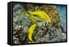 Goldspotted Goatfish (Parupeneus Cyclostomus)-Reinhard Dirscherl-Framed Stretched Canvas