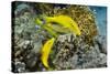 Goldspotted Goatfish (Parupeneus Cyclostomus)-Reinhard Dirscherl-Stretched Canvas