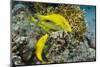 Goldspotted Goatfish (Parupeneus Cyclostomus)-Reinhard Dirscherl-Mounted Photographic Print