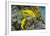 Goldspotted Goatfish (Parupeneus Cyclostomus)-Reinhard Dirscherl-Framed Photographic Print