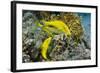 Goldspotted Goatfish (Parupeneus Cyclostomus)-Reinhard Dirscherl-Framed Photographic Print