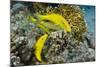 Goldspotted Goatfish (Parupeneus Cyclostomus)-Reinhard Dirscherl-Mounted Photographic Print