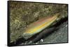 Goldstripe Wrasse-Hal Beral-Framed Stretched Canvas