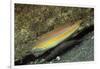 Goldstripe Wrasse-Hal Beral-Framed Photographic Print