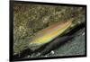 Goldstripe Wrasse-Hal Beral-Framed Photographic Print