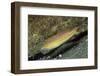 Goldstripe Wrasse-Hal Beral-Framed Photographic Print