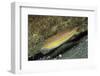 Goldstripe Wrasse-Hal Beral-Framed Photographic Print