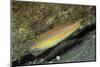 Goldstripe Wrasse-Hal Beral-Mounted Photographic Print