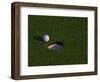 Golf Ball Sitting Near the Hole-null-Framed Photographic Print