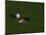 Golf Ball Sitting Near the Hole-null-Mounted Photographic Print