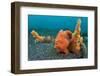 Golf-Ball Sized Painted Frogfish (Antennarius Pictus) Waits To Ambush Prey Disguised As A Sponge-Alex Mustard-Framed Photographic Print