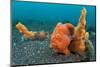 Golf-Ball Sized Painted Frogfish (Antennarius Pictus) Waits To Ambush Prey Disguised As A Sponge-Alex Mustard-Mounted Photographic Print