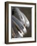 Golf Clubs-null-Framed Premium Photographic Print