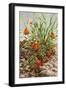 Golf Poppies-Stephen Stavast-Framed Giclee Print