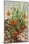 Golf Poppies-Stephen Stavast-Mounted Giclee Print