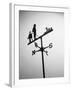 Golfer And Caddy Weather Vane-Bettmann-Framed Photographic Print