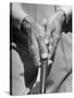 Golfer Ben Hogan Demonstrating Reverse Overlapping Putting Grip-null-Stretched Canvas