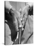 Golfer Ben Hogan Demonstrating Reverse Overlapping Putting Grip-null-Stretched Canvas