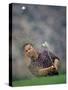 Golfer Blasting a Shot Out of a Sand Trap, San Diego, California, USA-Chris Trotman-Stretched Canvas