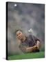 Golfer Blasting a Shot Out of a Sand Trap, San Diego, California, USA-Chris Trotman-Stretched Canvas