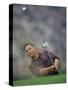 Golfer Blasting a Shot Out of a Sand Trap, San Diego, California, USA-Chris Trotman-Stretched Canvas