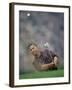 Golfer Blasting a Shot Out of a Sand Trap, San Diego, California, USA-Chris Trotman-Framed Photographic Print