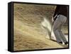 Golfer Blasting Out of Sand Trap-null-Framed Stretched Canvas