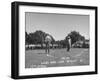 Golfer Byron Nelson Putting for a Birdie on 17th Green-null-Framed Photographic Print