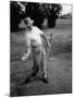 Golfer Sam Snead Demonstrating Sweep of Right Hand in Ben Hogan's Golf Stroke-J^ R^ Eyerman-Mounted Premium Photographic Print