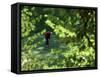 Golfers As Seen Through the Trees-null-Framed Stretched Canvas