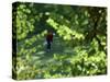 Golfers As Seen Through the Trees-null-Stretched Canvas