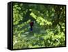 Golfers As Seen Through the Trees-null-Framed Stretched Canvas