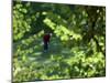 Golfers As Seen Through the Trees-null-Mounted Premium Photographic Print