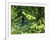 Golfers As Seen Through the Trees-null-Framed Photographic Print